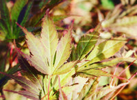 Besuch in der Baumschule - Termin buchen | Pflanzenauswahl & Beratung