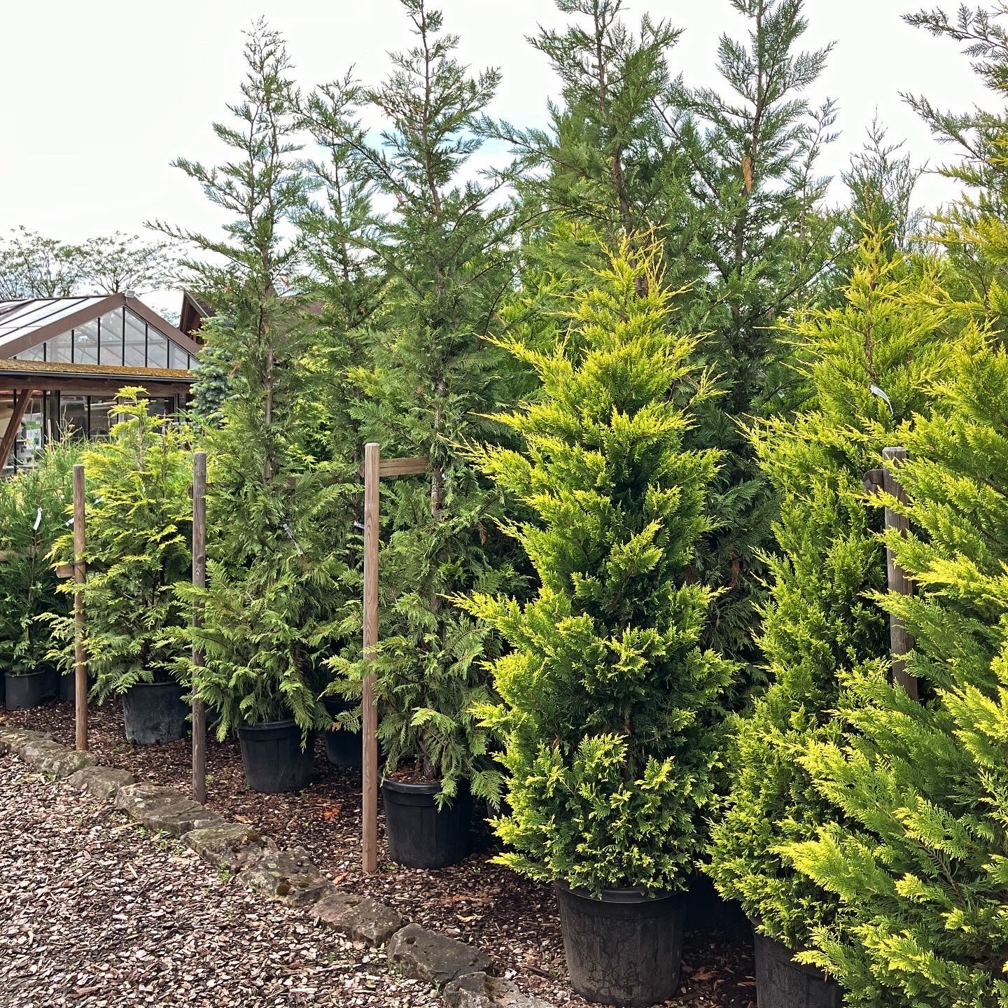 Besuch in der Baumschule - Termin buchen | Pflanzenauswahl & Beratung