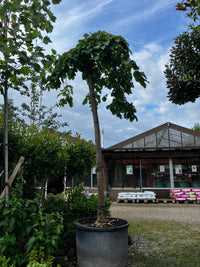 Laubenulme 'Pendula' / Ulmus glabra 'Pendula'