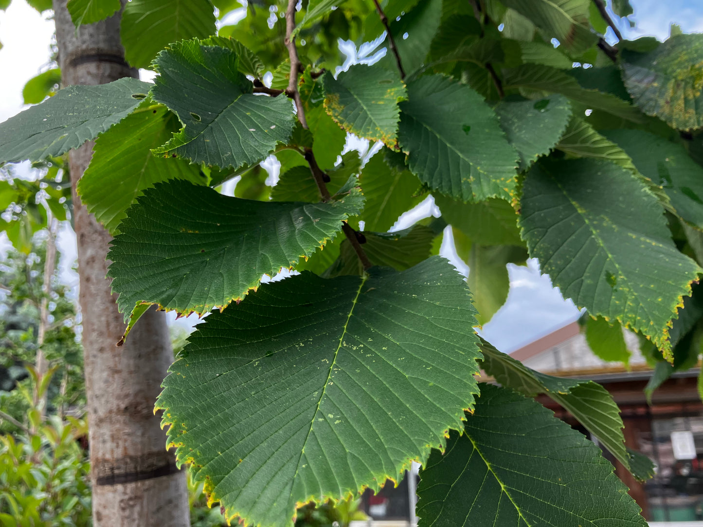 Laubenulme 'Pendula' / Ulmus glabra 'Pendula'