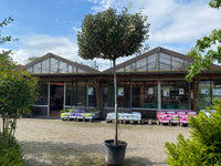 Wintergrüne Ölweide / Elaeagnus x ebbingei, stamm