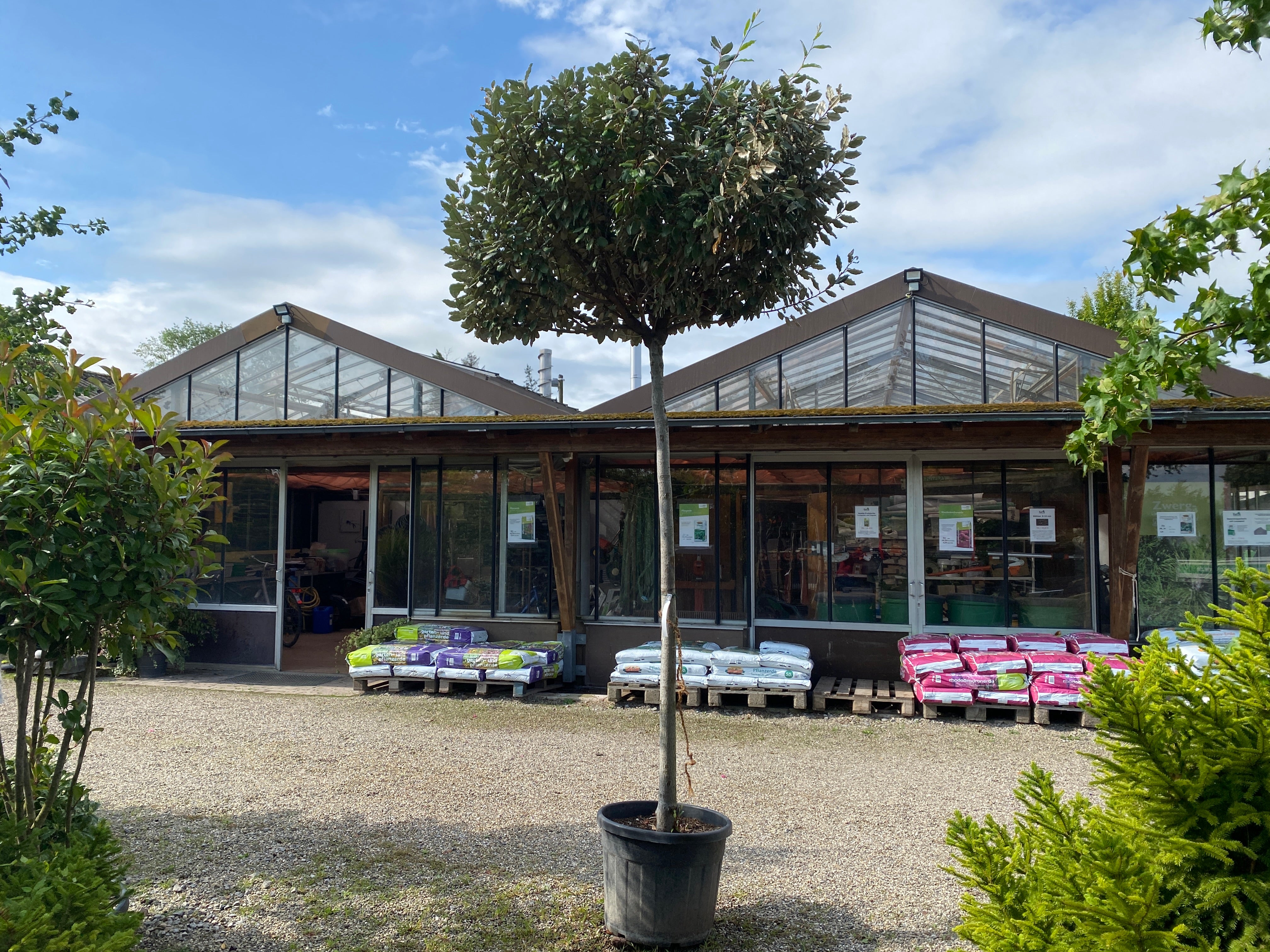 Wintergrüne Ölweide / Elaeagnus x ebbingei, stamm