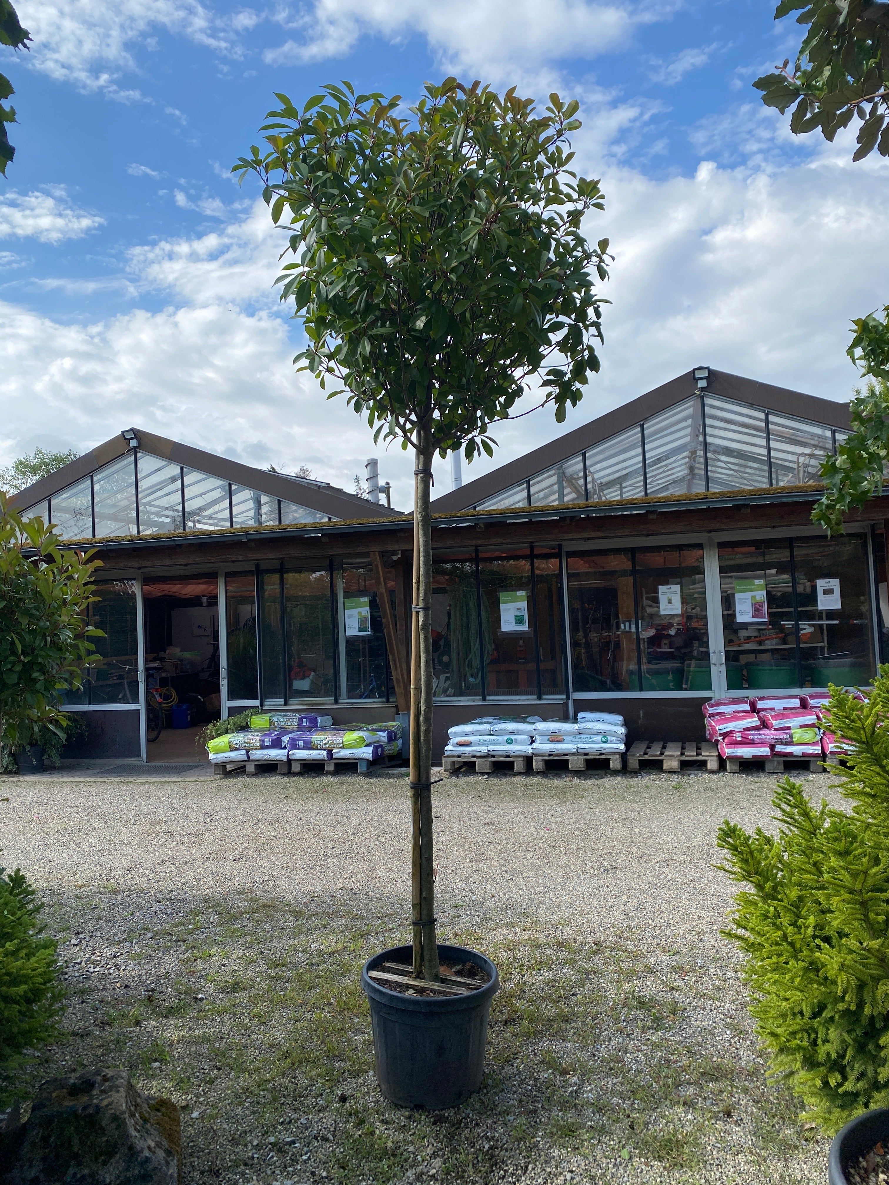Glanzmispel 'Red Robin', Stamm / Photinia fraseri 'Red Robin', Stamm