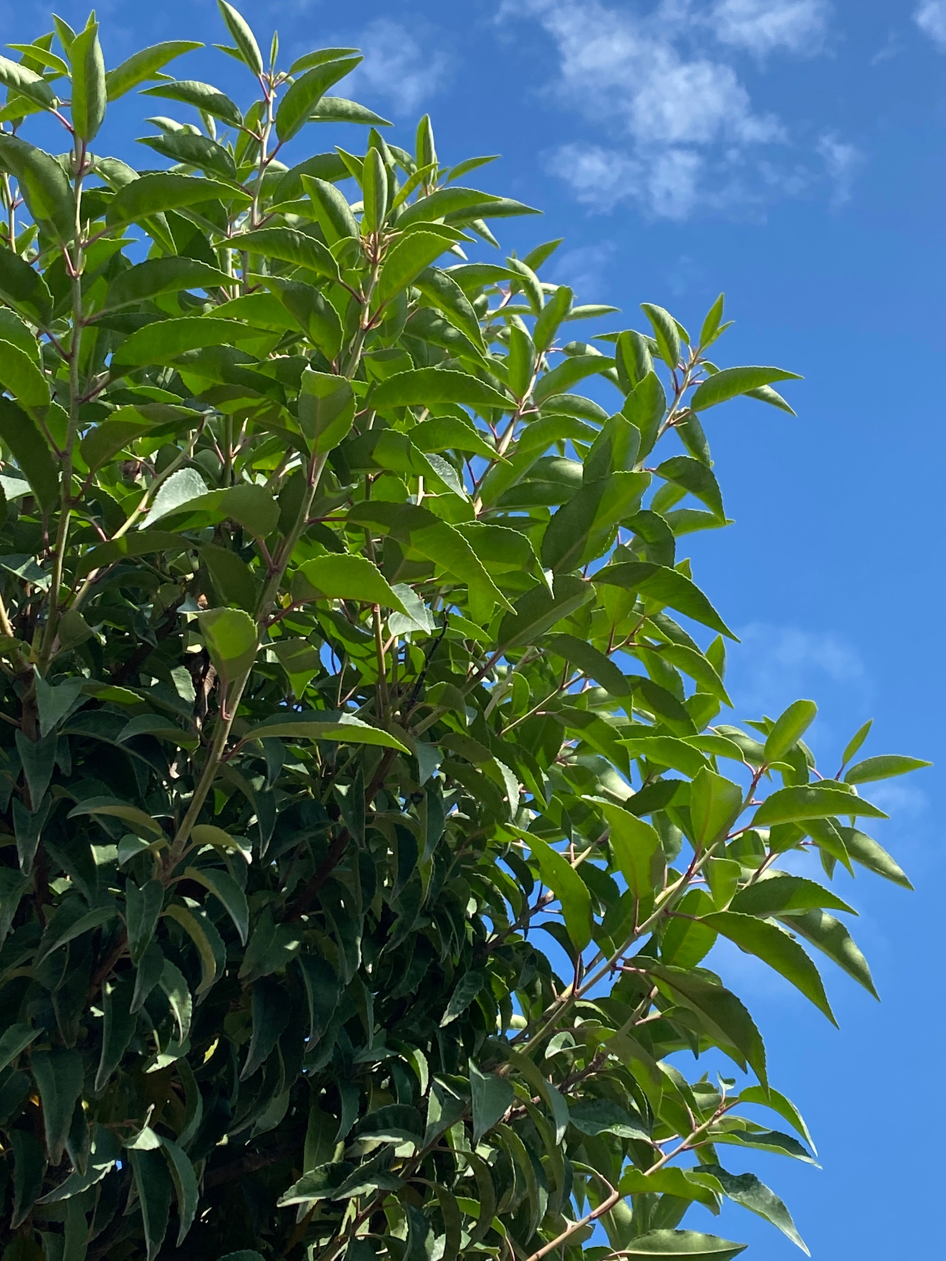 Portugiesische Lorbeerkirsche 'Angustifolia', Stamm / Prunus lusitanica 'Angustifolia', Stamm
