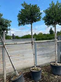 Stechpalme 'Nellie R.Stevens' / Ilex mutchagara 'Nellie R. Stevens'