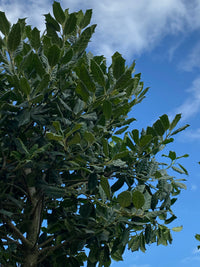Stechpalme 'Nellie R.Stevens' / Ilex mutchagara 'Nellie R. Stevens'