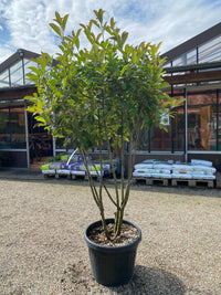 Glanzmispel 'Red Robin' / Photinia fraseri 'Red Robin'