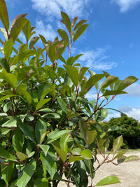 Glanzmispel 'Red Robin' / Photinia fraseri 'Red Robin'