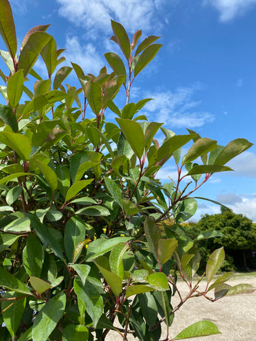Glanzmispel 'Red Robin' / Photinia fraseri 'Red Robin'
