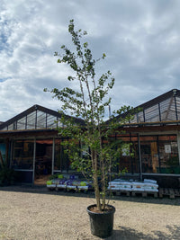Fächerblattbaum / Ginkgo biloba