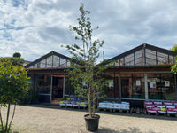 Fächerblattbaum / Ginkgo biloba