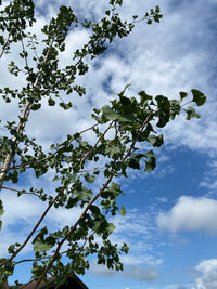 Fächerblattbaum / Ginkgo biloba