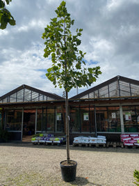 Amerikanischer Tulpenbaum / Liriodendron tulipifera