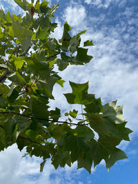 Amerikanischer Tulpenbaum / Liriodendron tulipifera