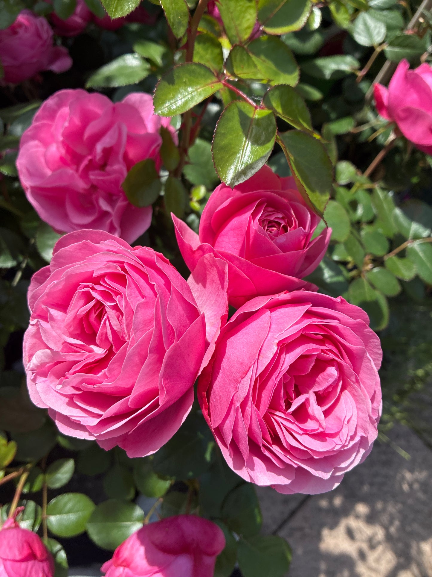 Rose / Rosa Leonardo da Vinci®