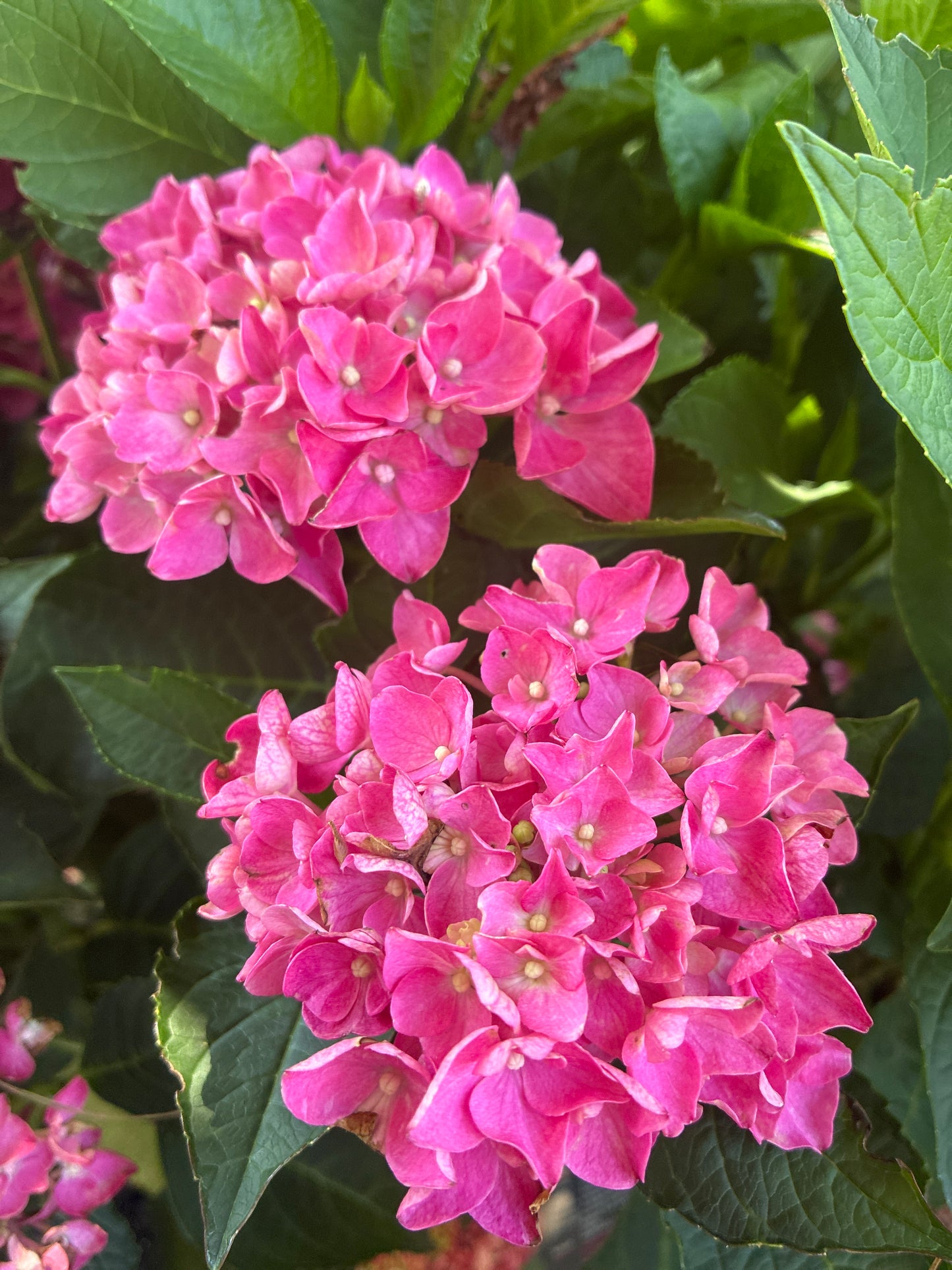 Bauernhortensie Saxon® 'Bright Red'