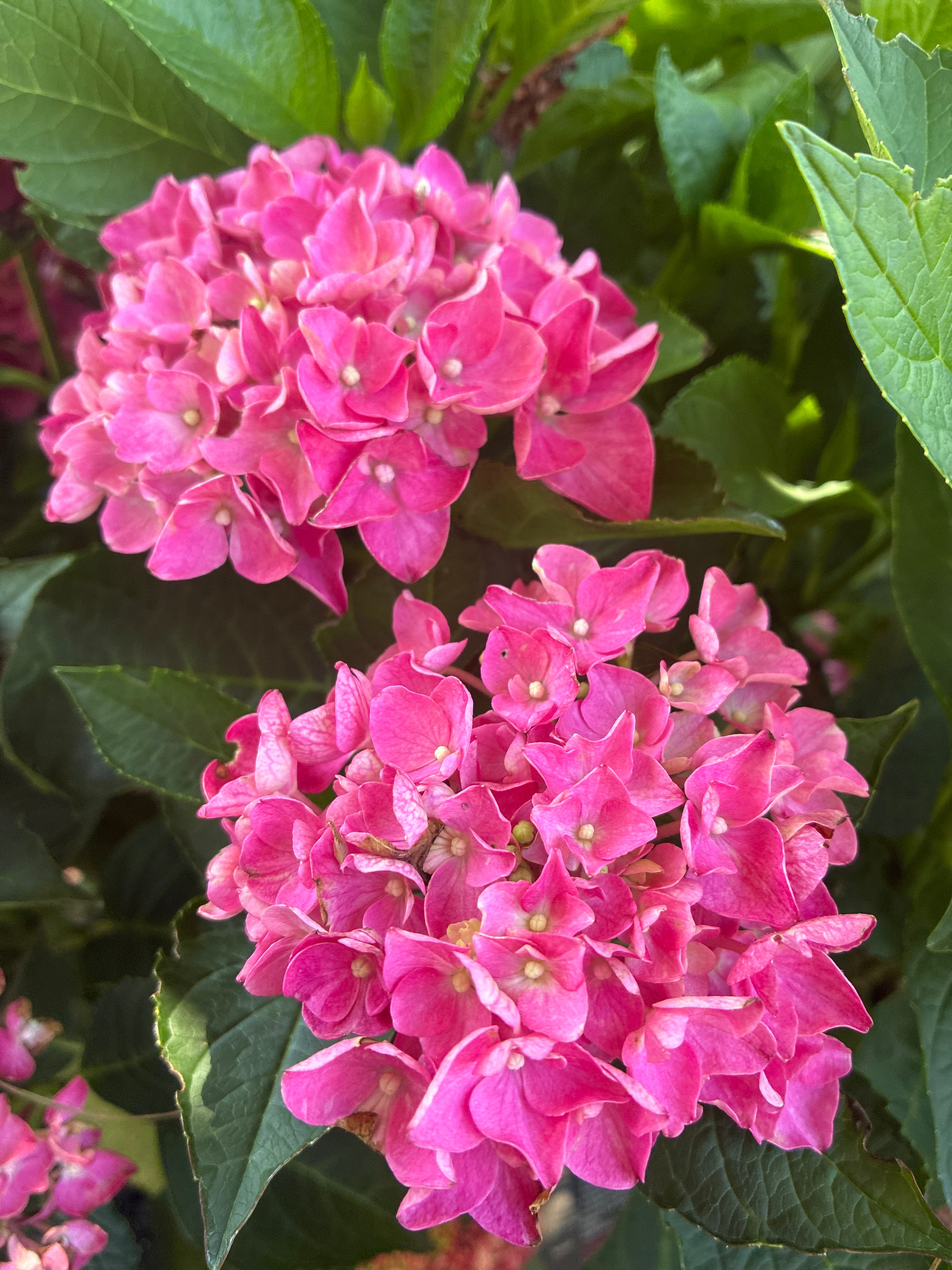 Bauernhortensie Saxon® 'Bright Red'