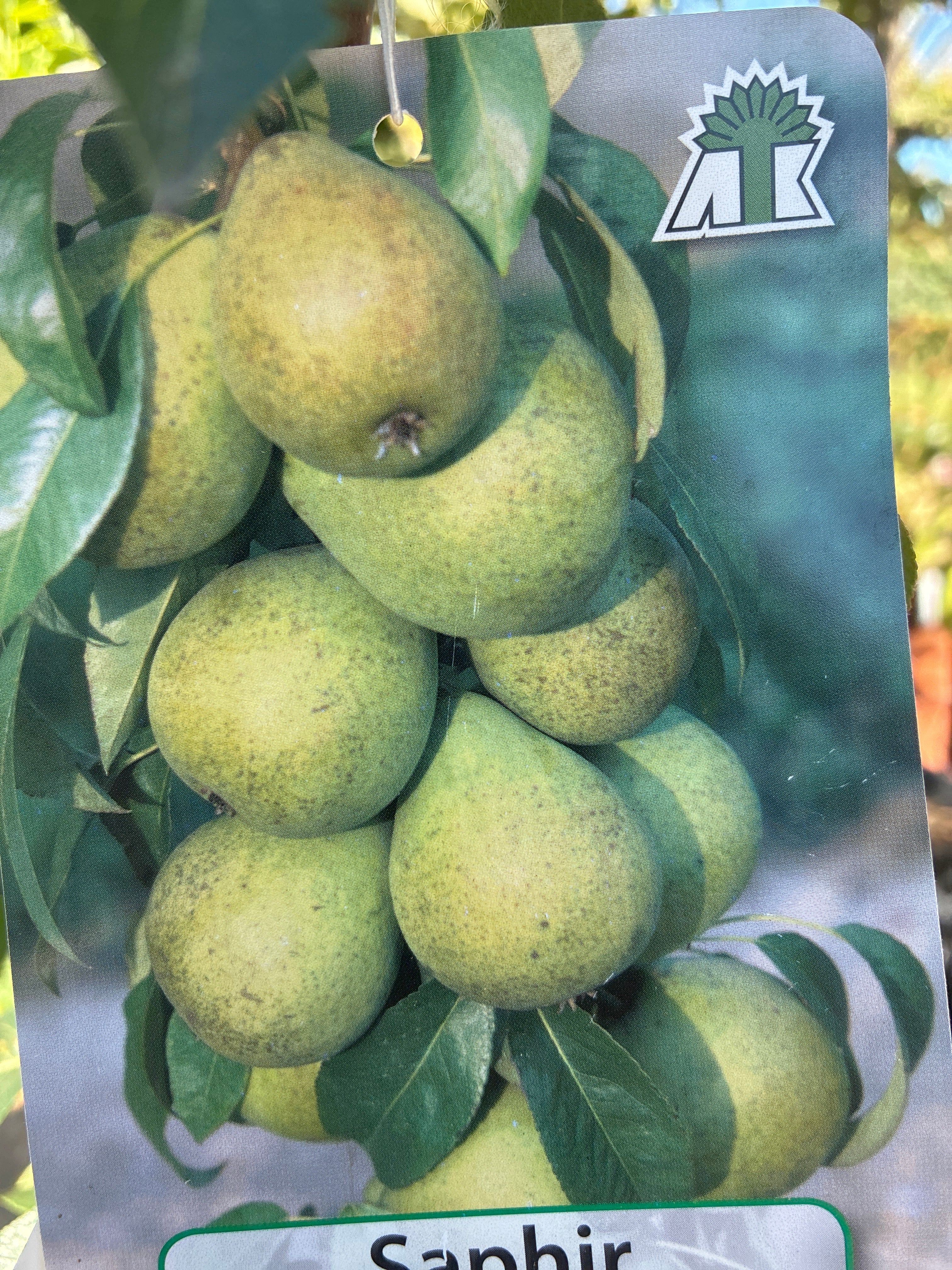 Säulenbirne / Pyrus Communis 'Saphir'