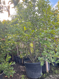 Tulpen-Magnolie / Magnolia x soulangiana