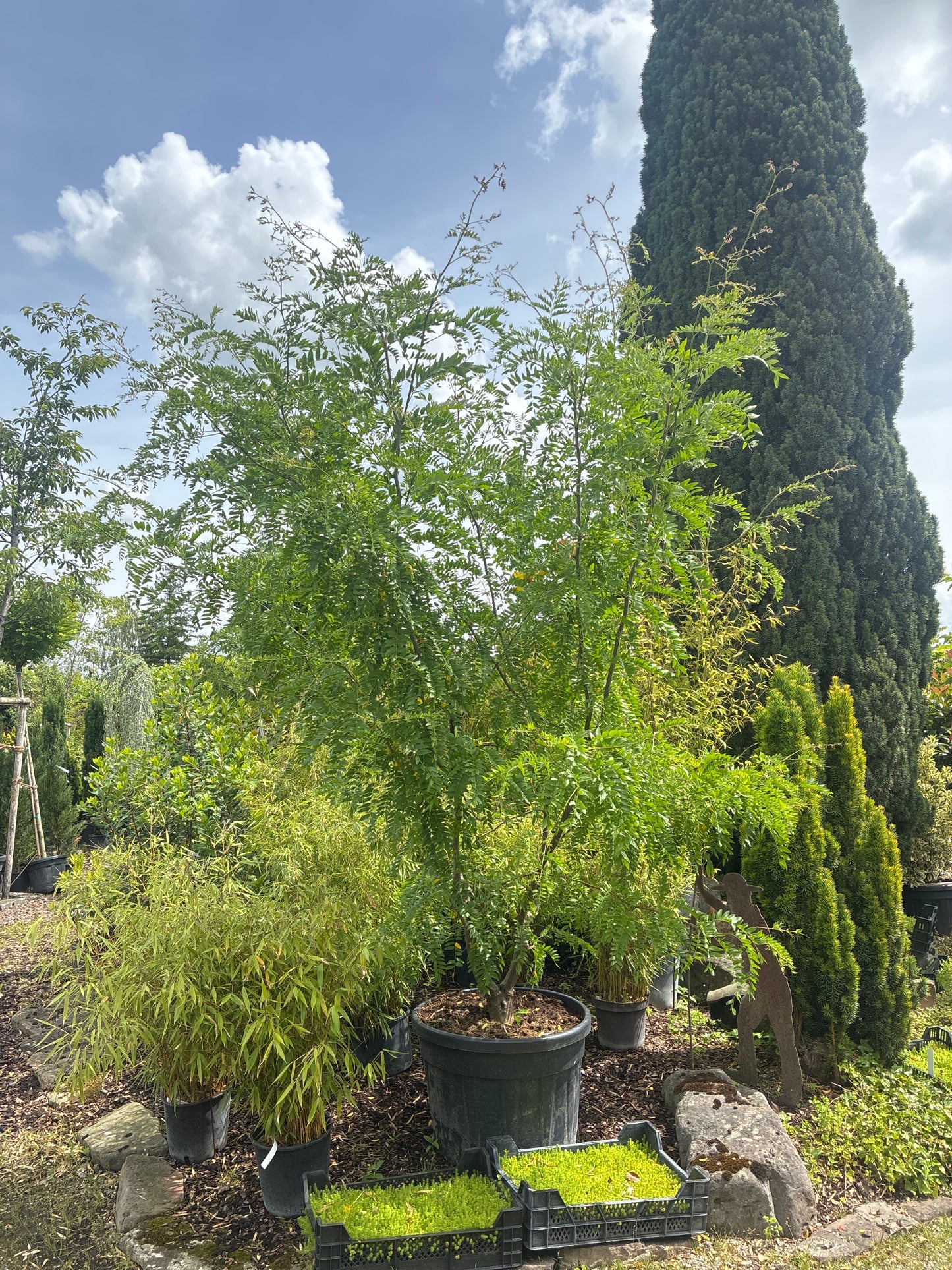 Gleditschie / Gleditsia triacanthos