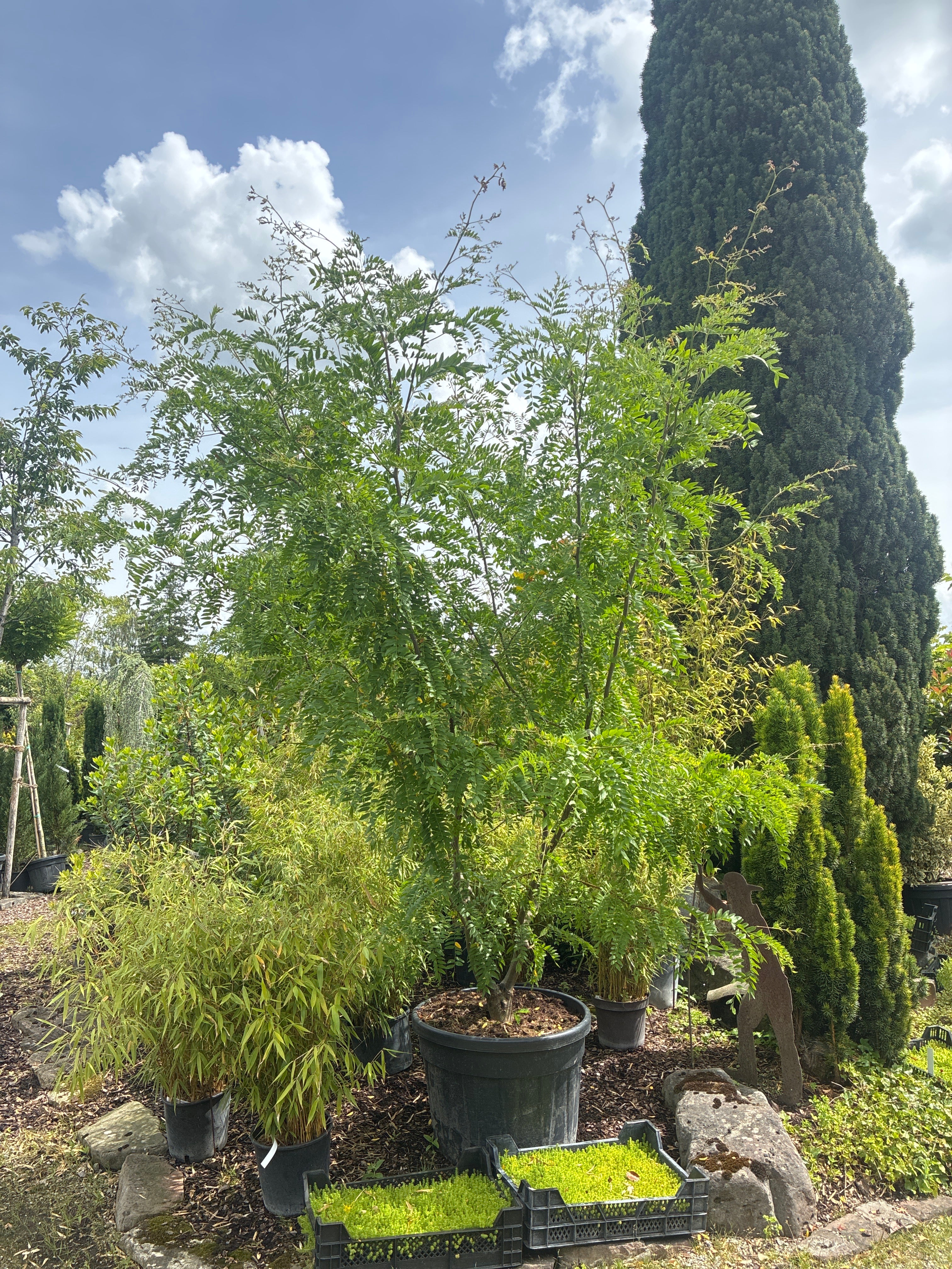 Gleditschie / Gleditsia triacanthos