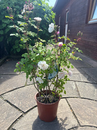 Kletterrose 'Venusta Pendula' / Rosa 'Venusta Pendula'