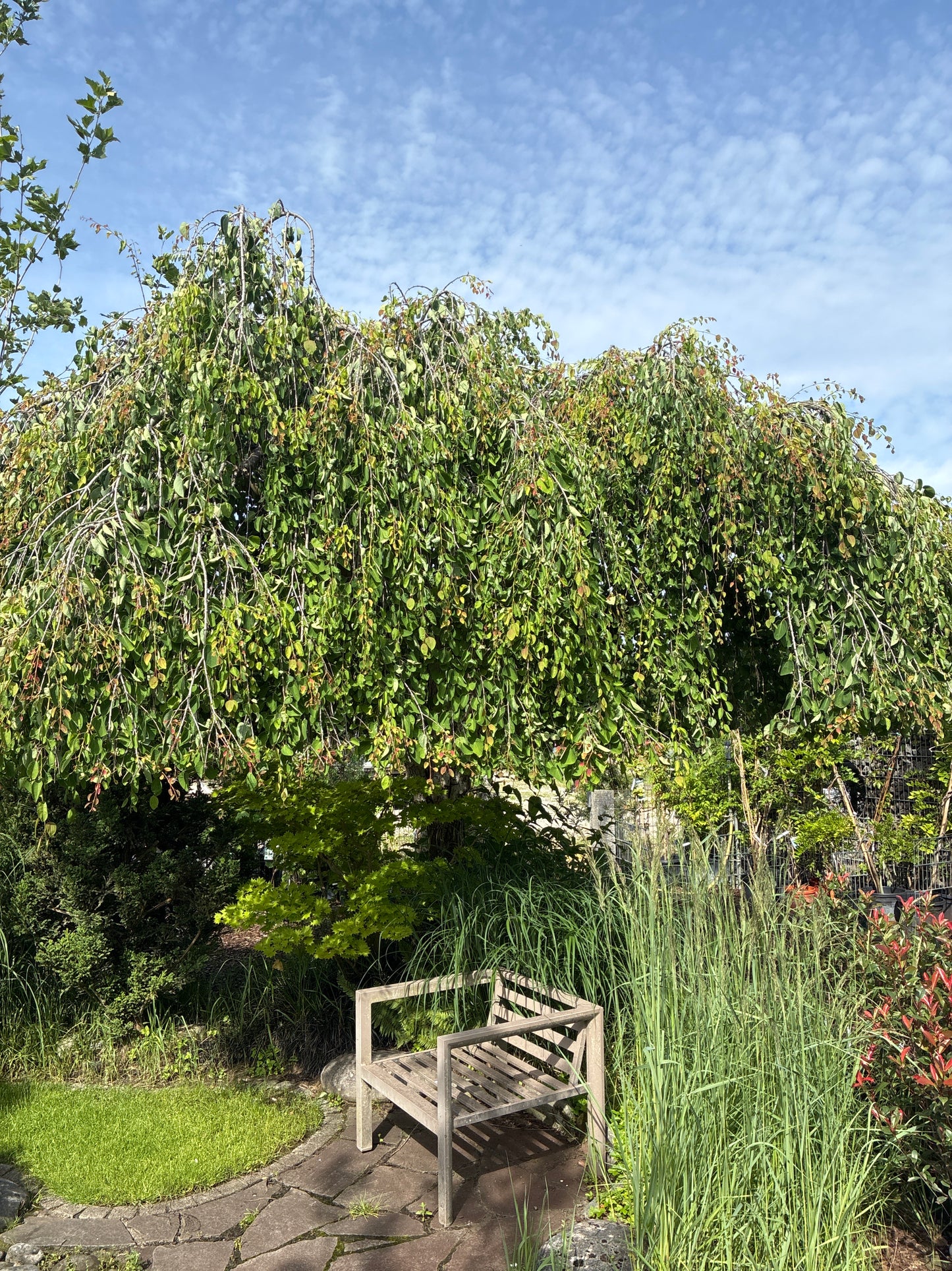 Hängender Schnurbaum 'Pendula' / Sophora japonica 'Pendula'