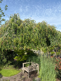 Hängender Schnurbaum 'Pendula' / Sophora japonica 'Pendula'