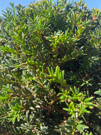 Heimische Eibe / Taxus baccata