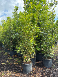 Lorbeerbaum / Laurus nobilis