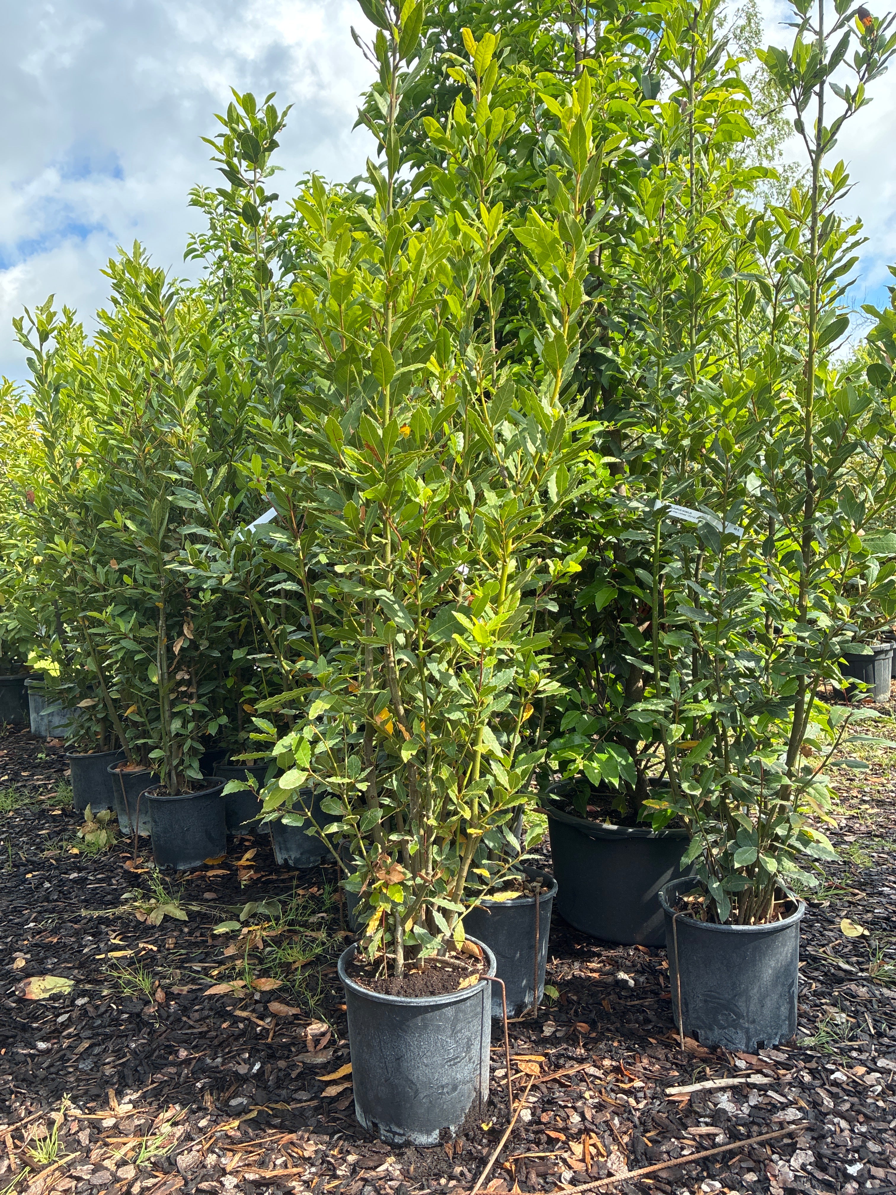 Lorbeerbaum / Laurus nobilis