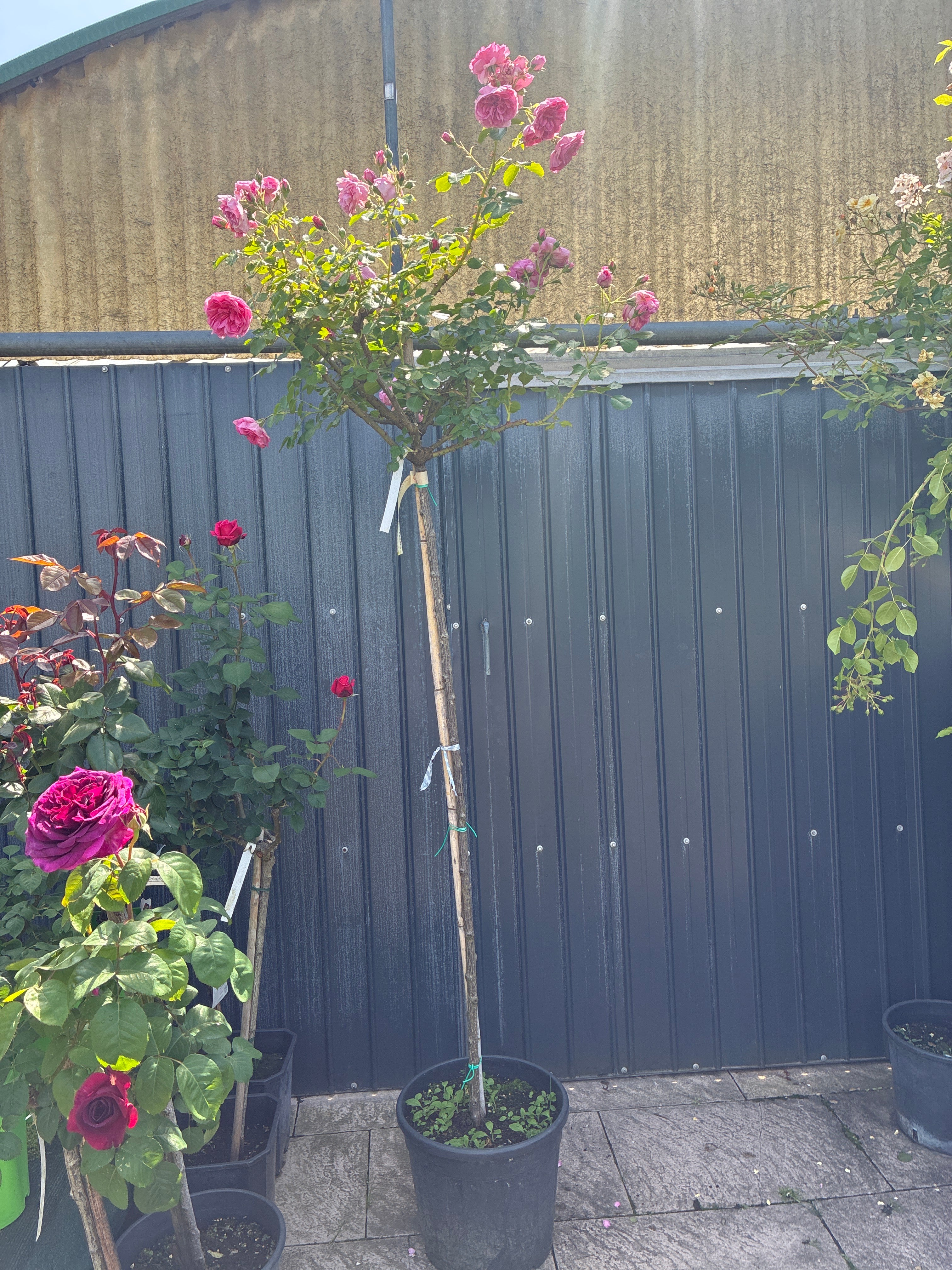 Strauchrose 'Uetersens Rosenprinzessin'® / Rosa 'Uetersens Rosenprinzessin'®