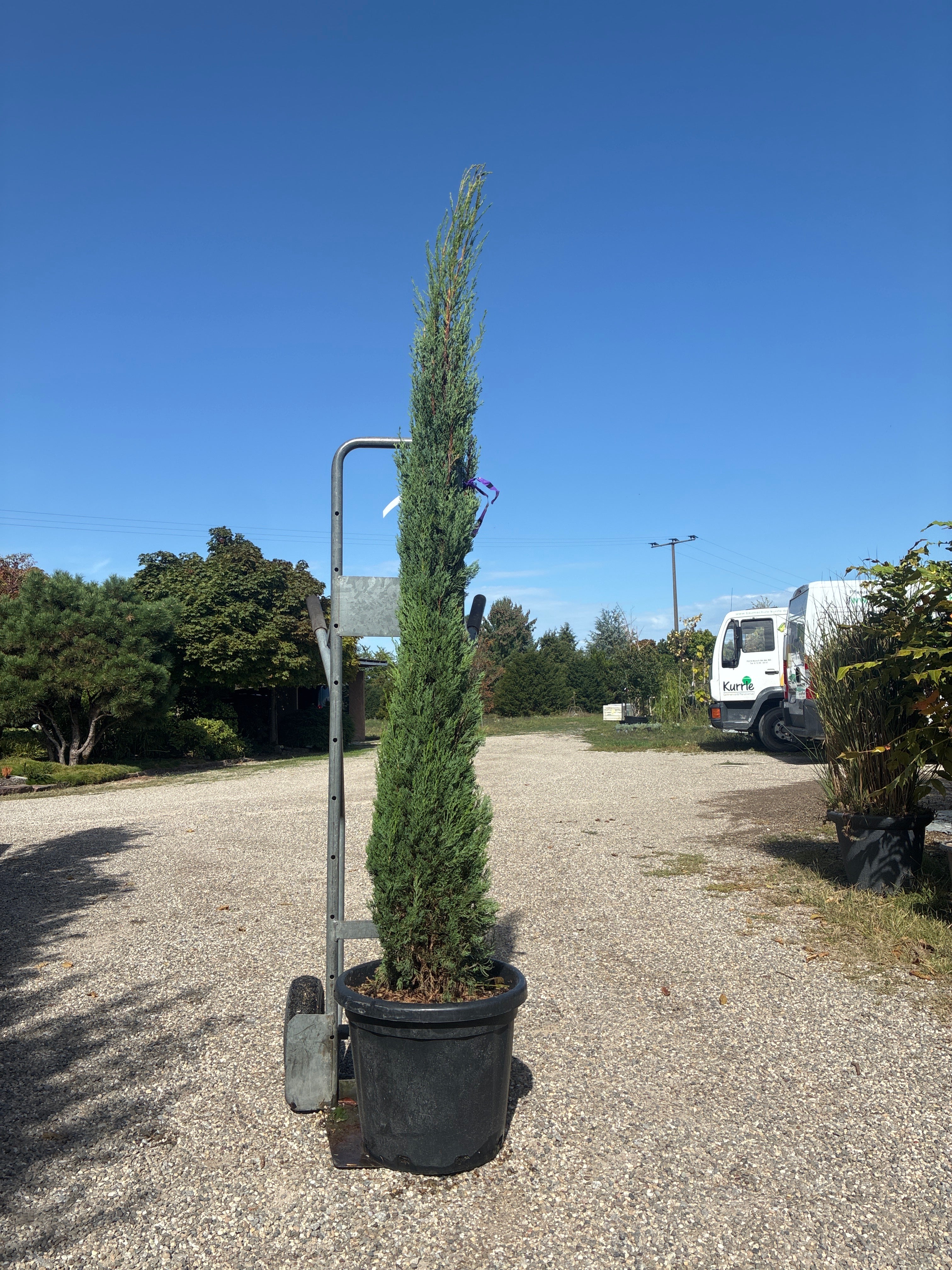 Echte Säulenzypresse / Cupressus sempervirens 'Pyramidalis'