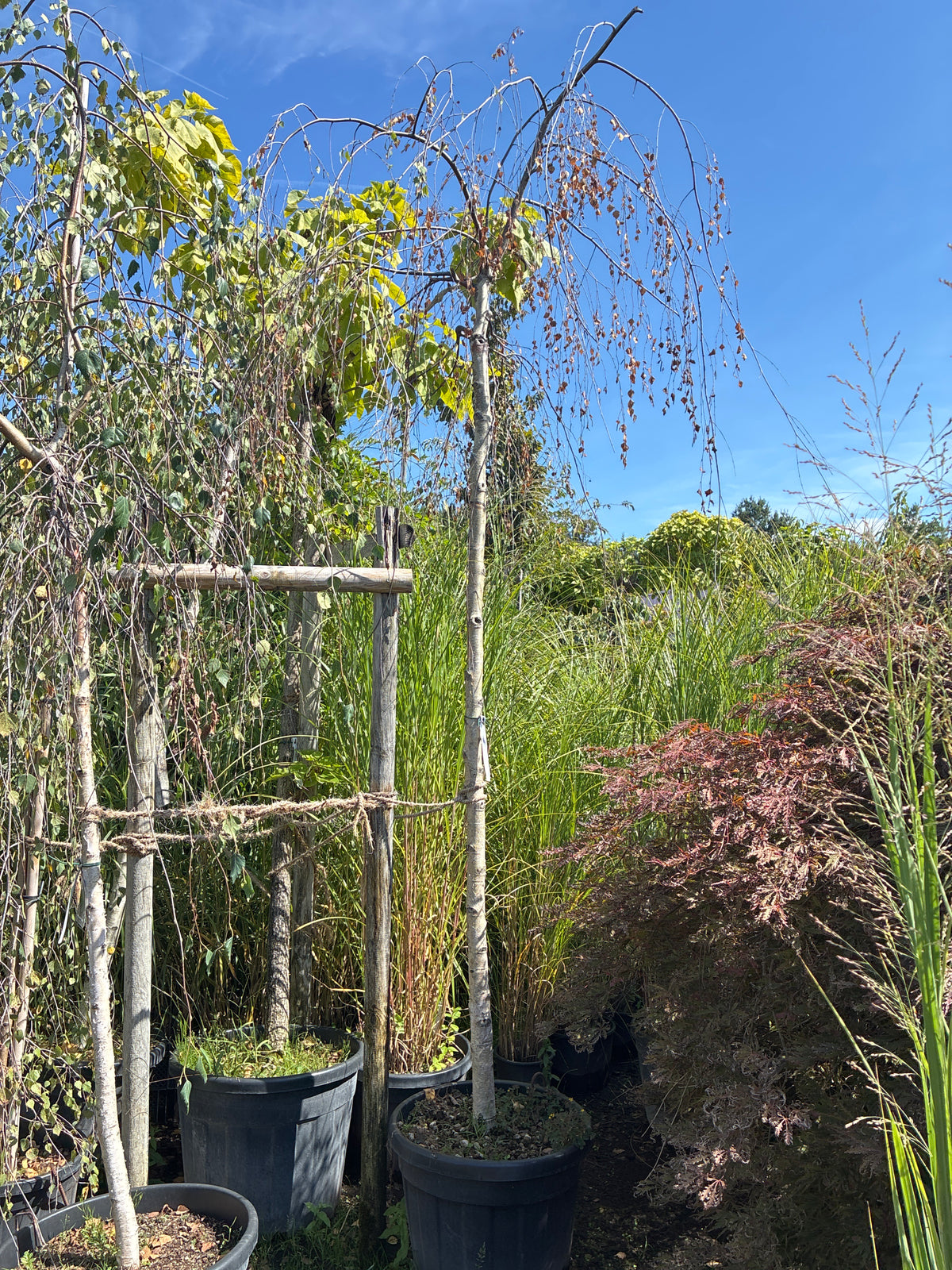 Trauerbirke / Betula pendula 'Youngii