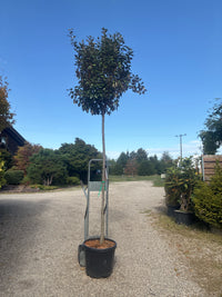 Wintergrüne Ölweide / Elaeagnus x ebbingei, stamm