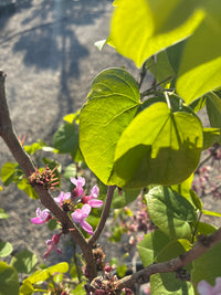 Judasbaum 'Avondale' / Cercis chinensis 'Avondale'