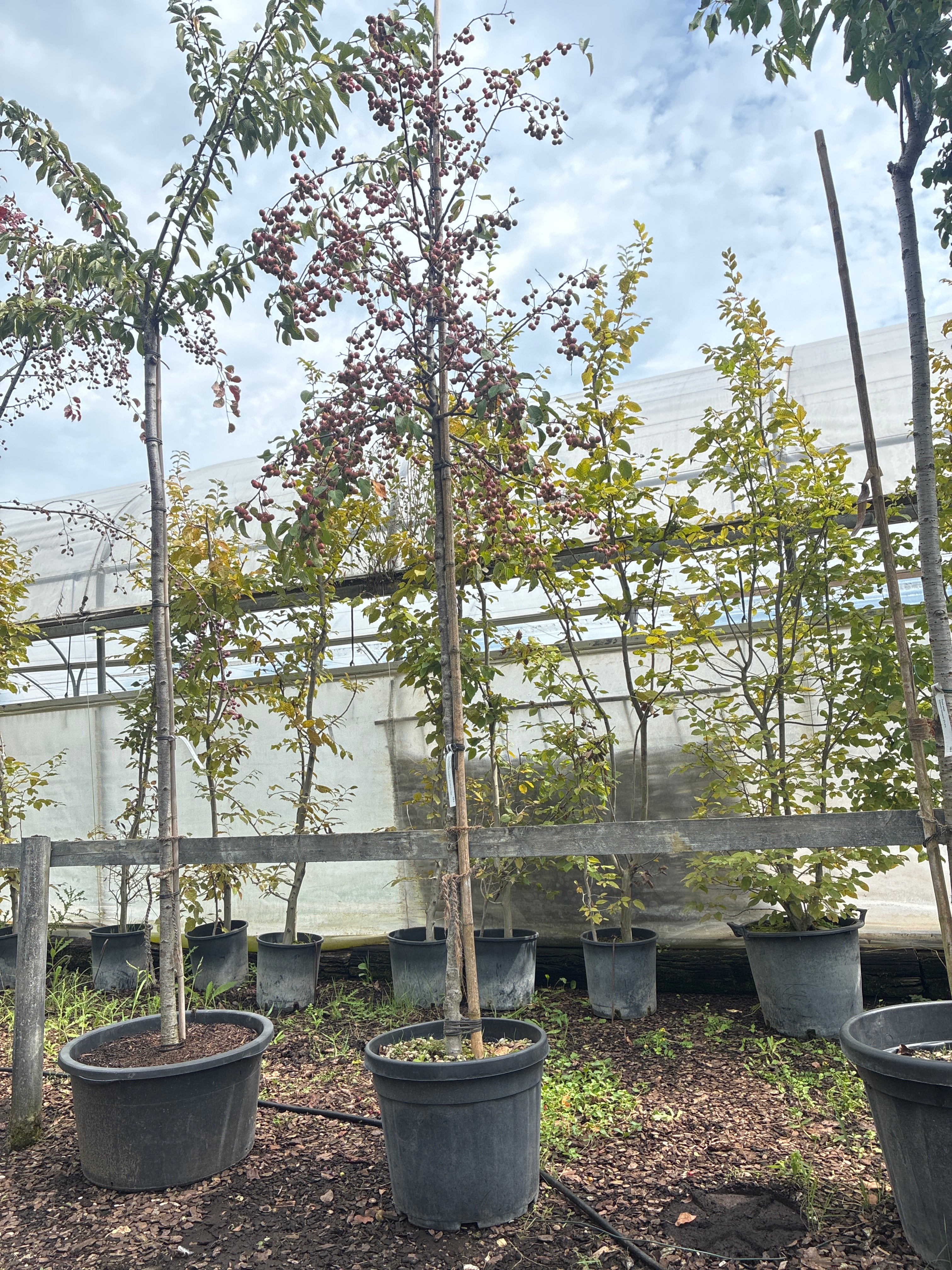 Zierapfel 'Evereste'® / Malus 'Evereste'®