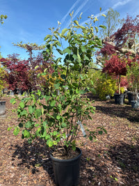 Kupfer-Felsenbirne / Amelanchier lamarckii