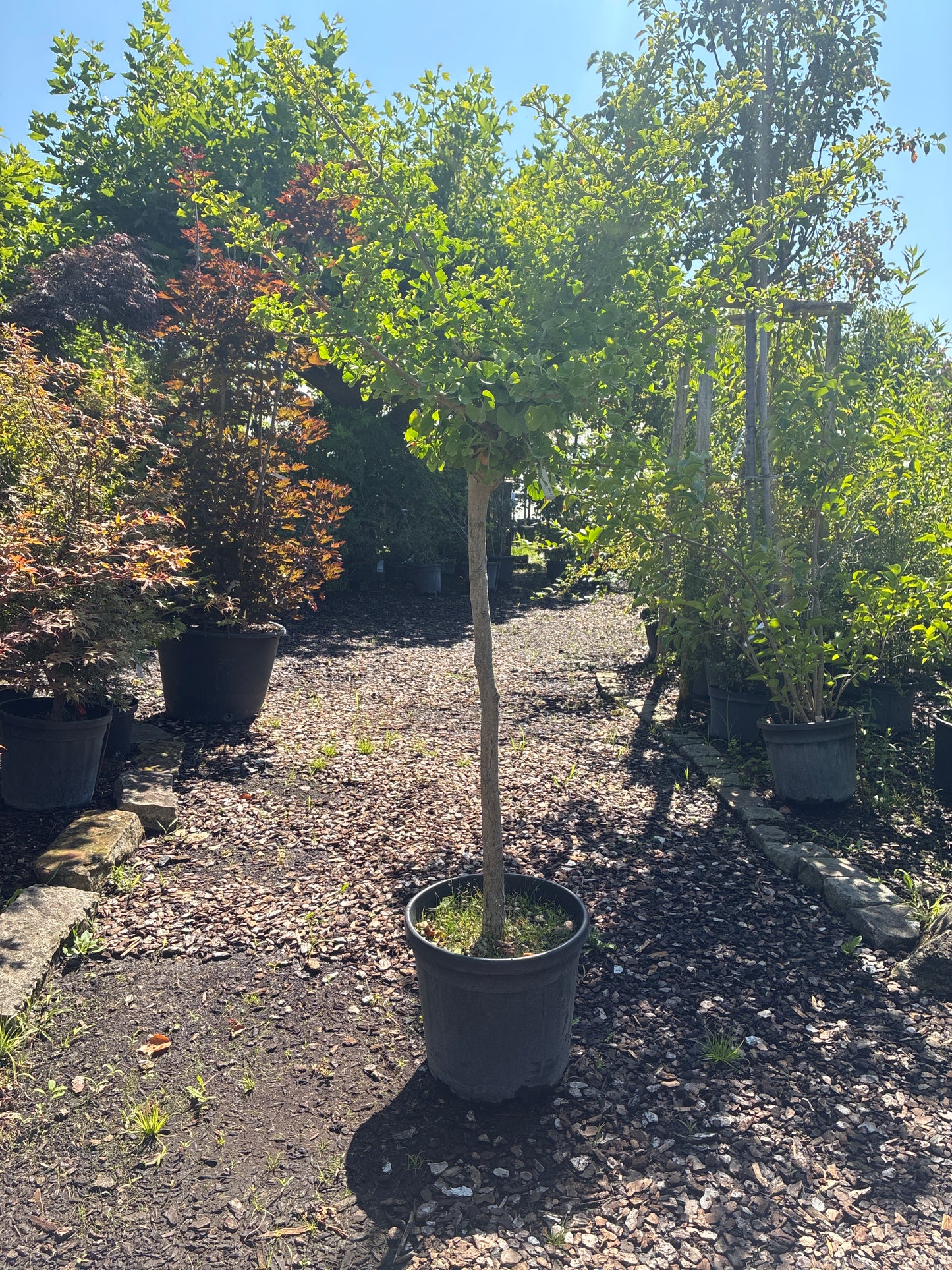 Fächerblattbaum 'Mariken' / Ginkgo biloba 'Mariken'