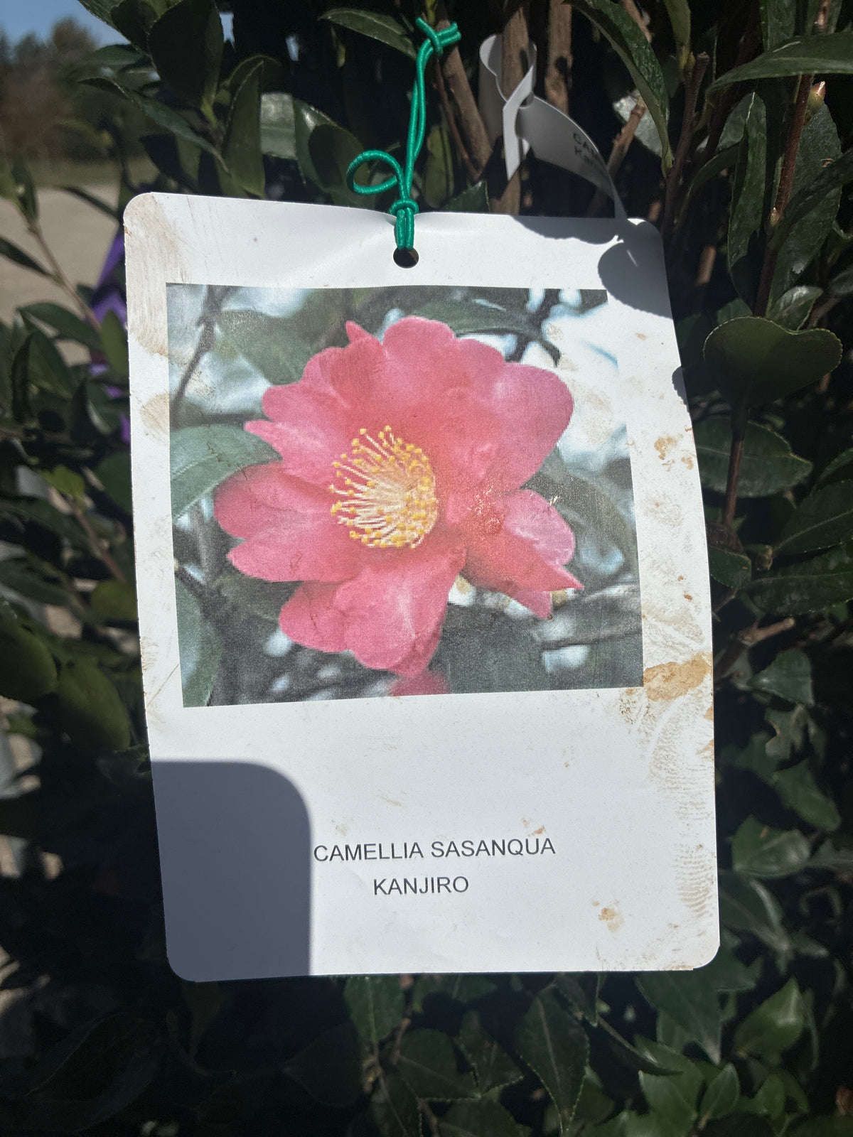 Kamelia / CAMELLIA SASANQUA 'Kanjiro'