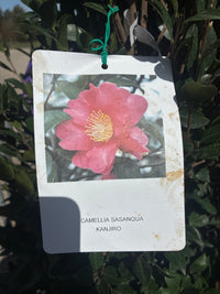 Kamelia / CAMELLIA SASANQUA 'Kanjiro'