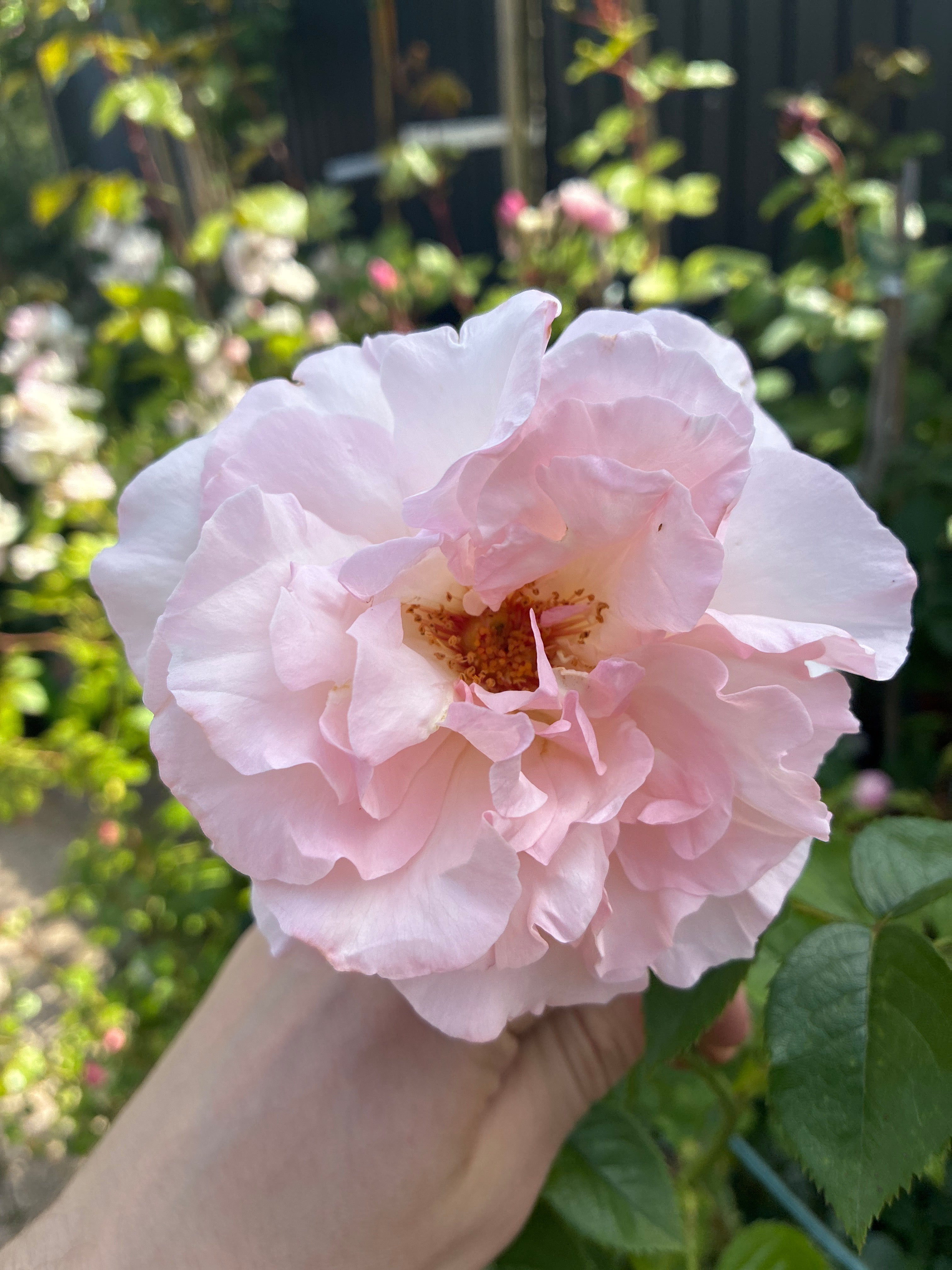 Kletterrose 'Graciosa' / Rosa 'Graciosa'