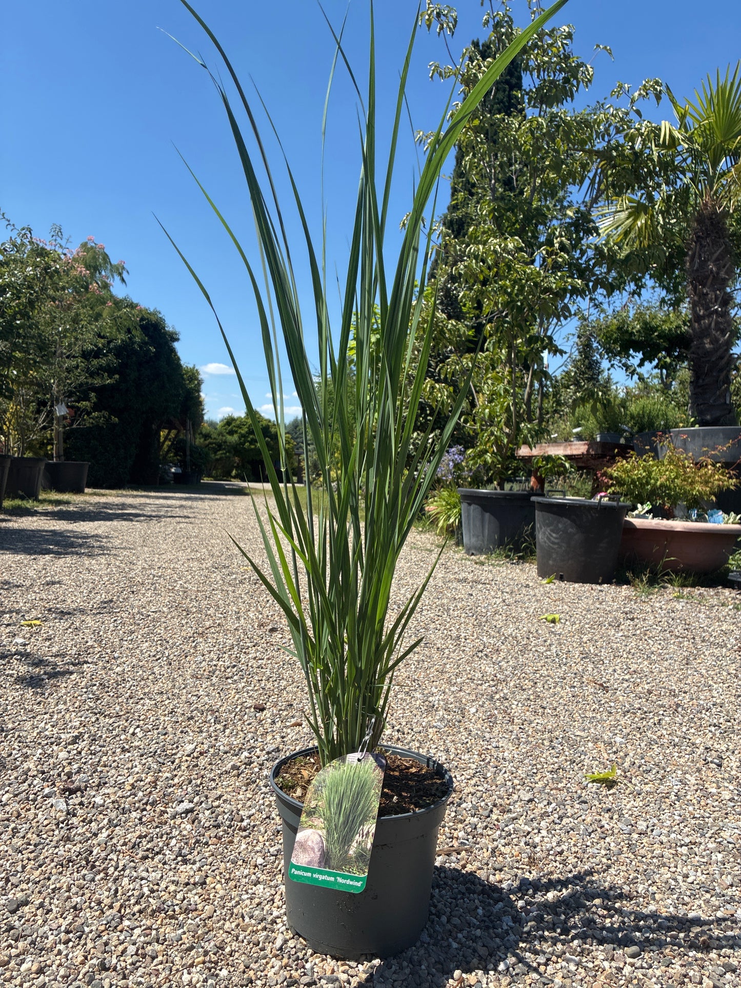 Garten-Ruten-Hirse 'Northwind' / Panicum virgatum 'Northwind'