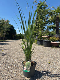 Garten-Ruten-Hirse 'Northwind' / Panicum virgatum 'Northwind'