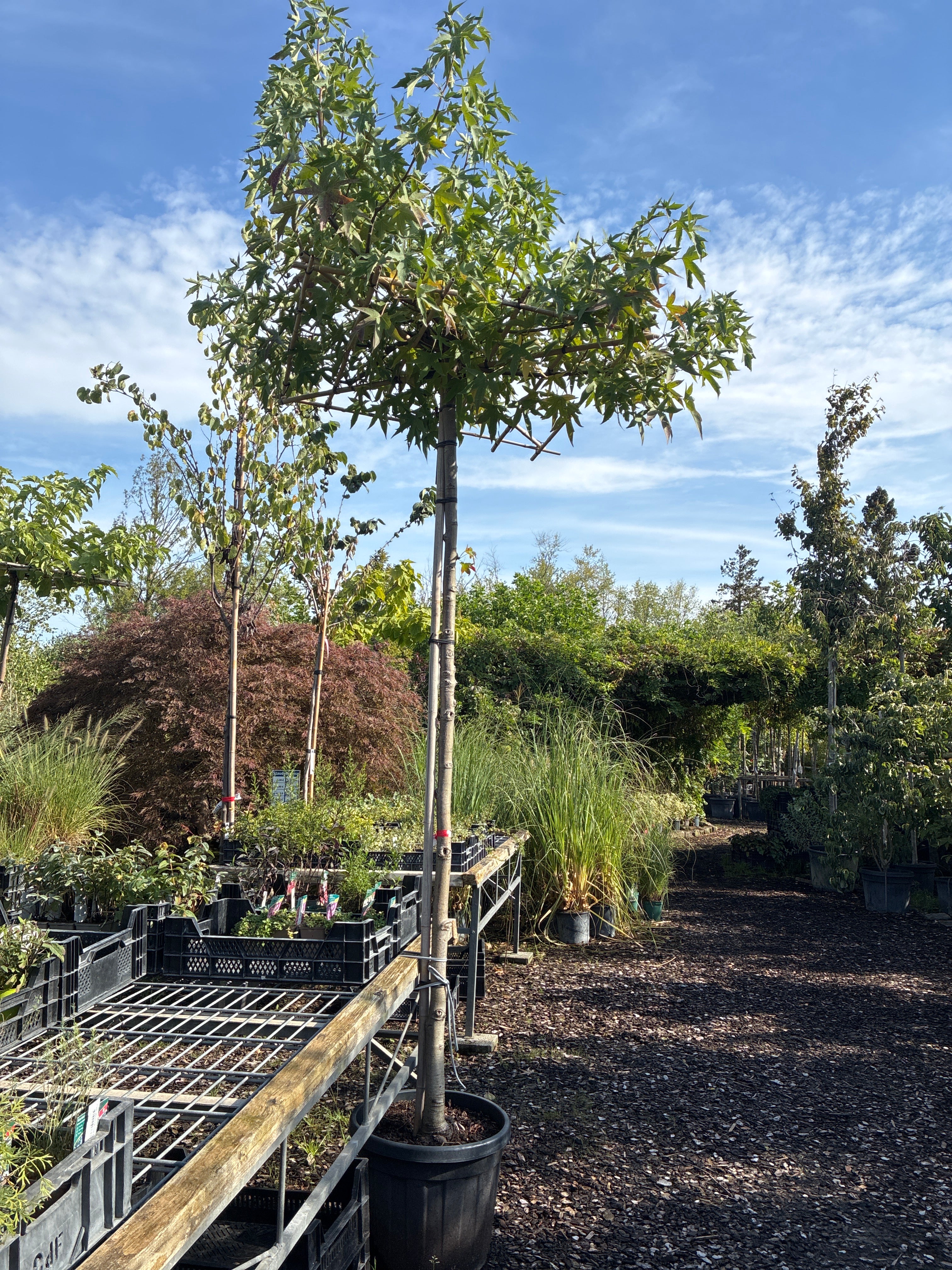 Amberbaum 'Worplesdon' / Liquidambar styraciflua 'Worplesdon'