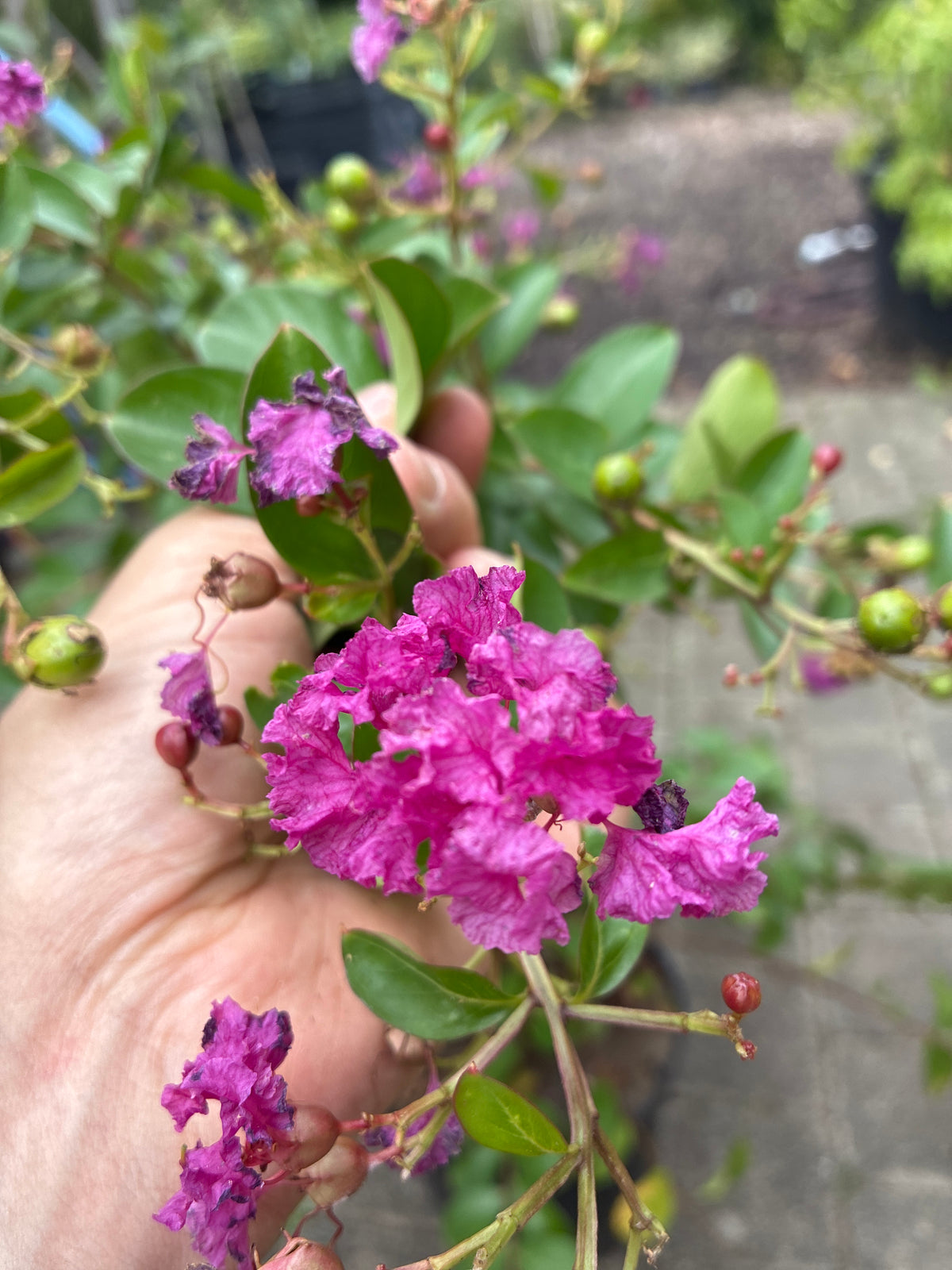 Indianderflieder / Lagerstroemia 'violet d'été'