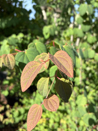 Judasblattbaum / Cercidiphyllum japonicum