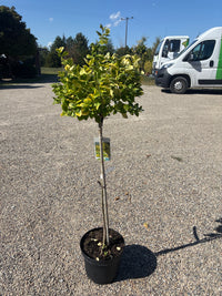 Goldbunte Kriechspindel 'Emerald´n Gold' / Euonymus fortunei 'Emerald´n Gold'