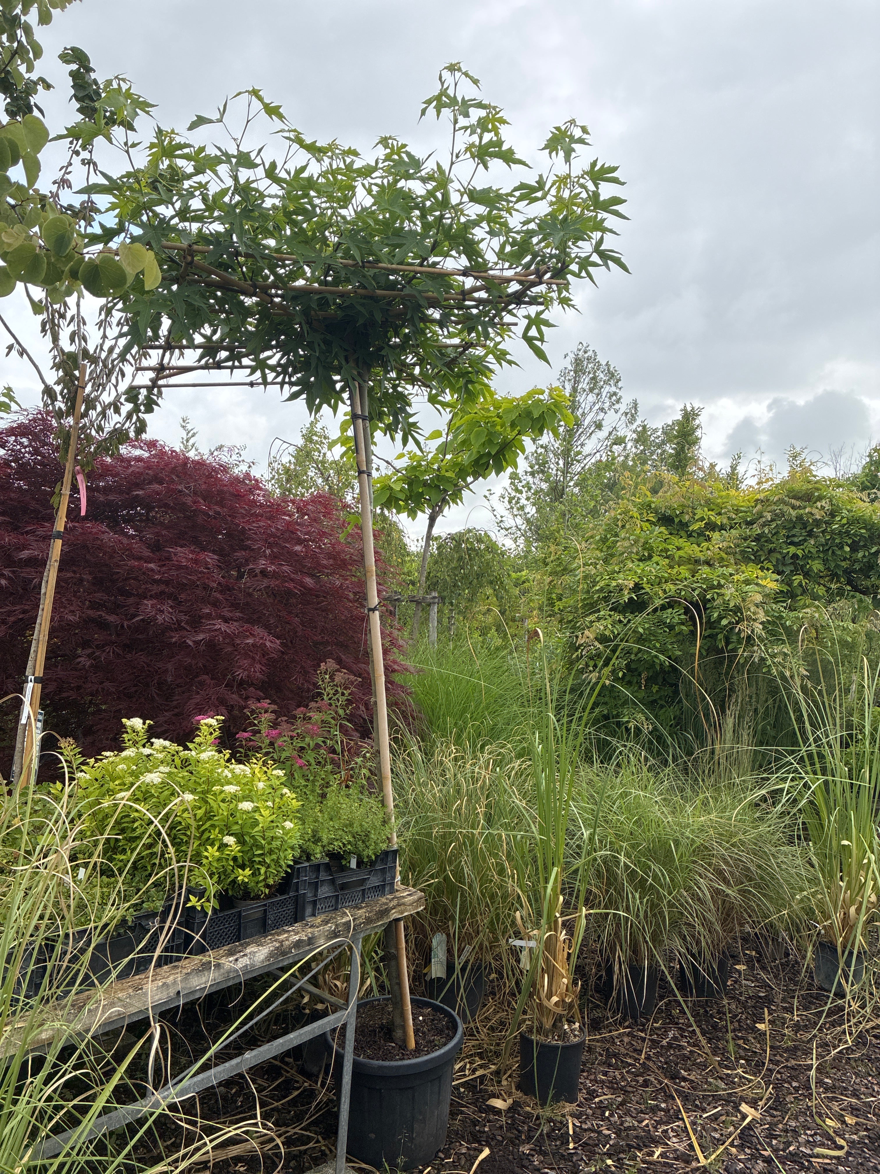 Amberbaum 'Worplesdon' / Liquidambar styraciflua 'Worplesdon'
