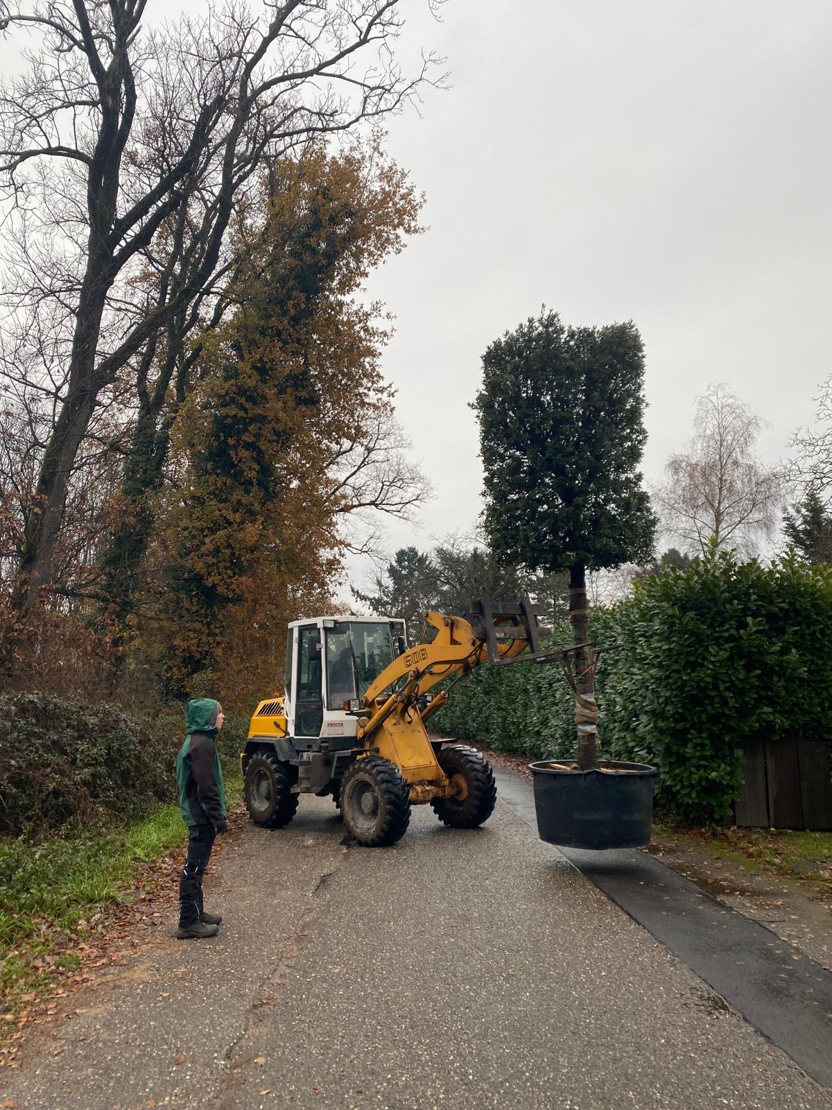 Stein-Eiche / Quercus ilex
